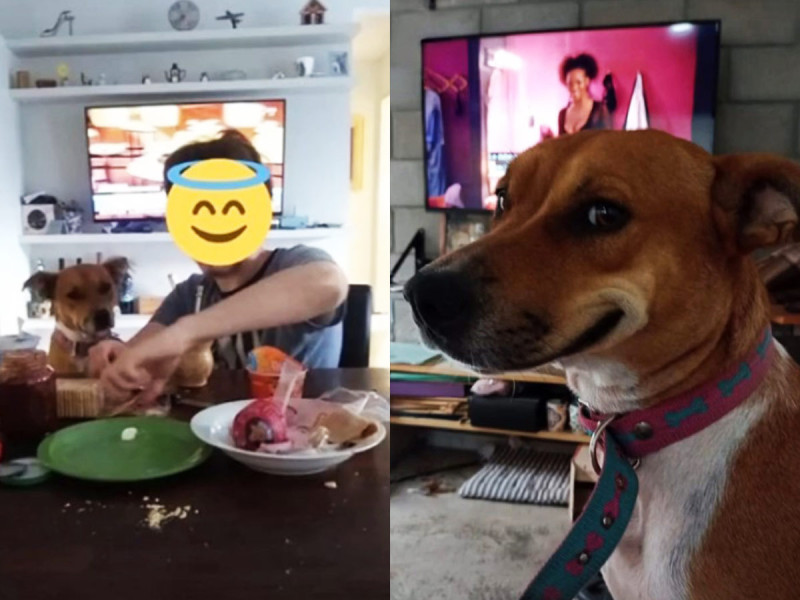 Perrito se escapa para ir a desayunar a casa de la vecina