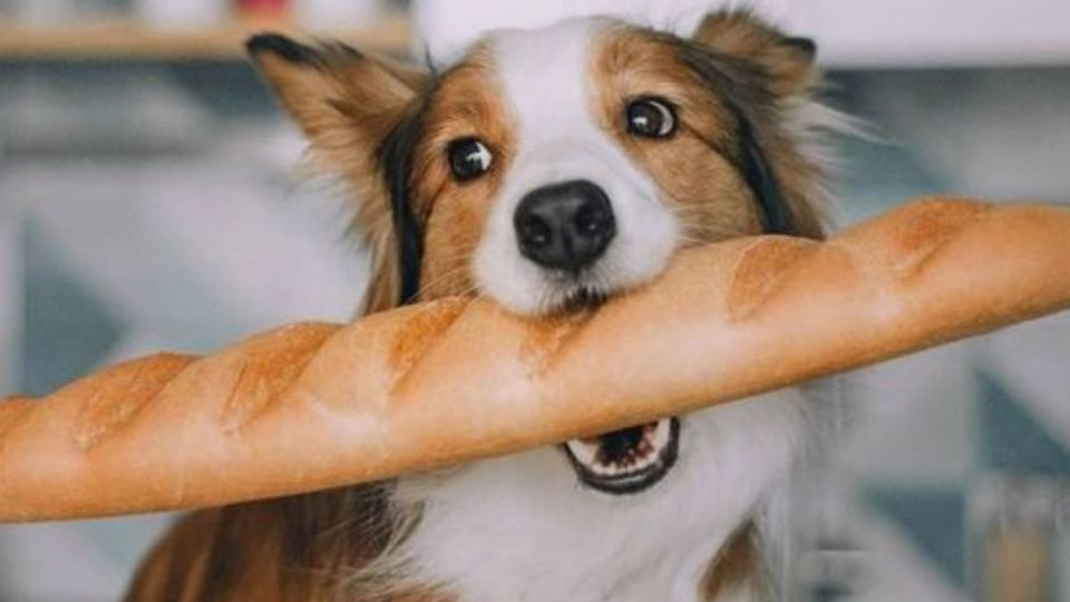 Esto le puede pasar a tu perro si le das pan, según veterinaria