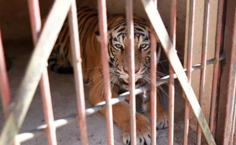 VIDEO: así aseguraron a «Kiara», la tigresa de bengala encontrada en una casa de Zapopan