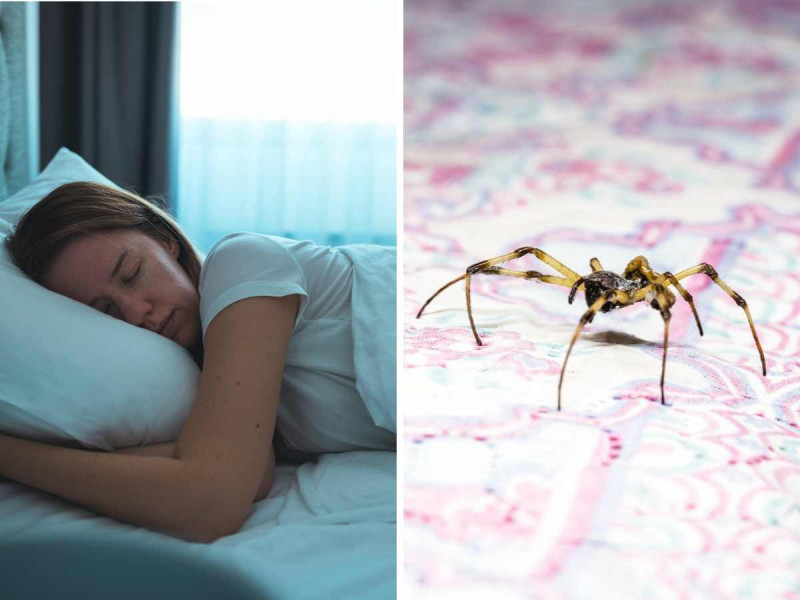 ¿Qué pasa si te comes un insecto cuando estás dormido? podría ser más común de lo que imaginas