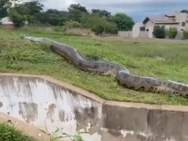 VIDEO: Graban otra serpiente gigante y está vez más cerca de México… ‘¡Ya almorzó!’