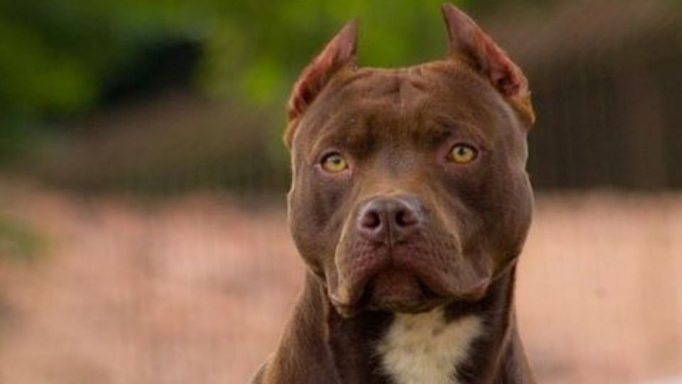 Cuántos años vive la raza de perro pitbull