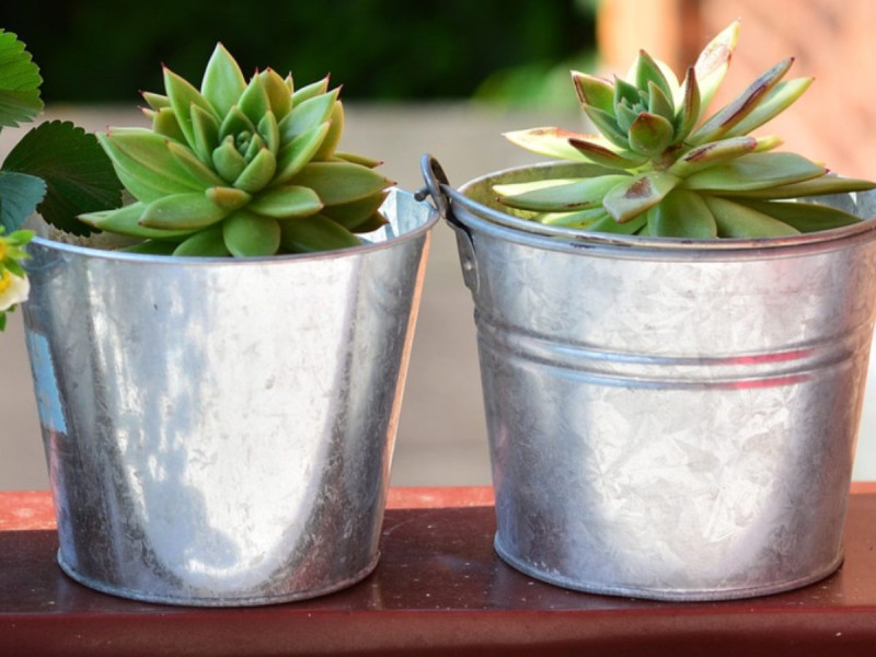 ¿Cómo proteger las plantas del frío? Checa estas recomendaciones