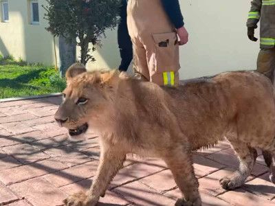 Capturan cachorro de león en las calles de Xonacatlán