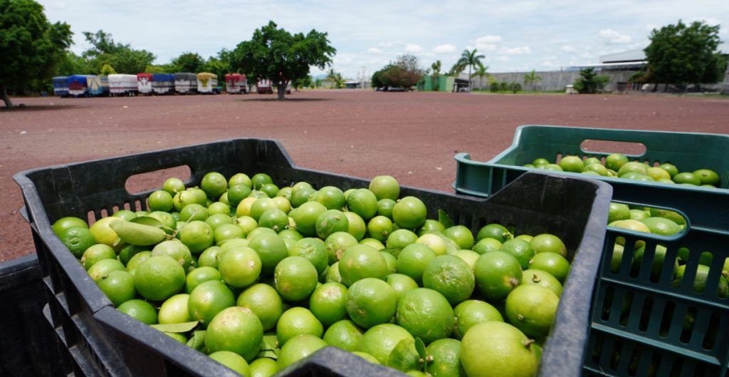 Ante la escasez de agua y la extorsión criminal, limoneros de Michoacán cambian sus empacadoras a regiones más seguras