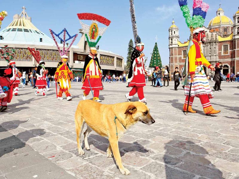 Mundo patitas rescata perros de la Basílica de Guadalupe; Activistas señalan que la alcaldía GAM obstaculizó su labor