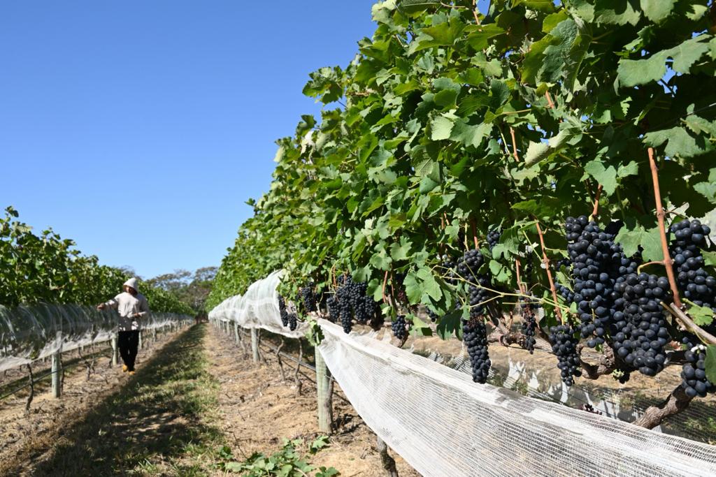 GARANTIZAN ABASTO DE UVA AL CIERRE DEL 2023
