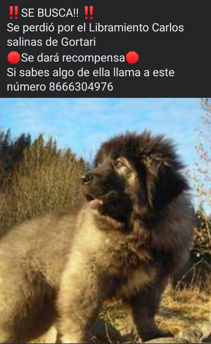 Reportan decenas de perros perdidos