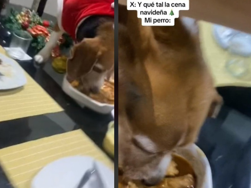 VIDEO: Perrito se come la cena de Navidad de sus dueños; «se quedaron sin recalentado»