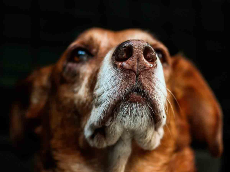 Mujer despierta del coma tras visita de su perrito; el lomito murió poco después