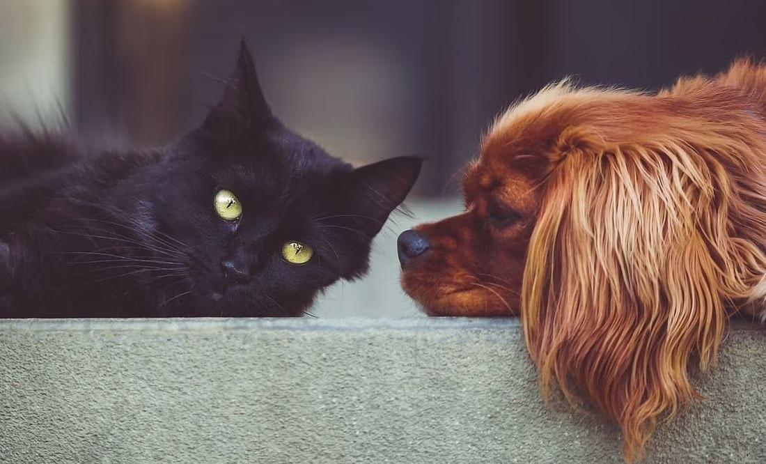 ¿Tu mascota puede contagiarte una enfermedad con sus estornudos?