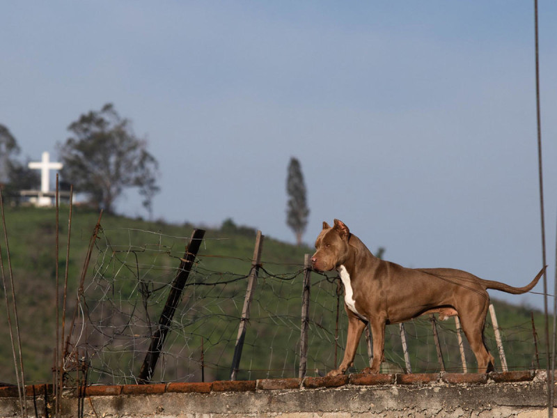 Perros guardianes matan y cercenan cuerpo de encargado de granja en Tamaulipas