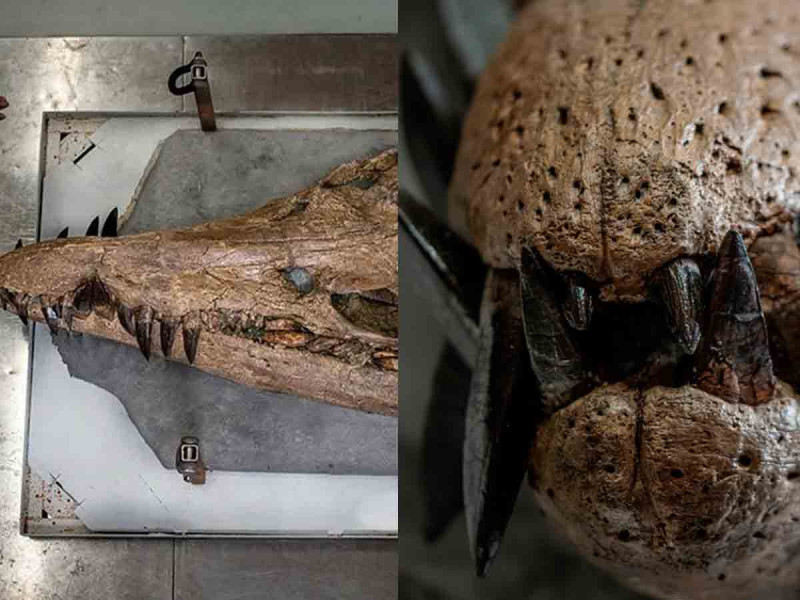 Hallan cráneo de monstruo marino superdepredador prehistórico; así son sus fauces