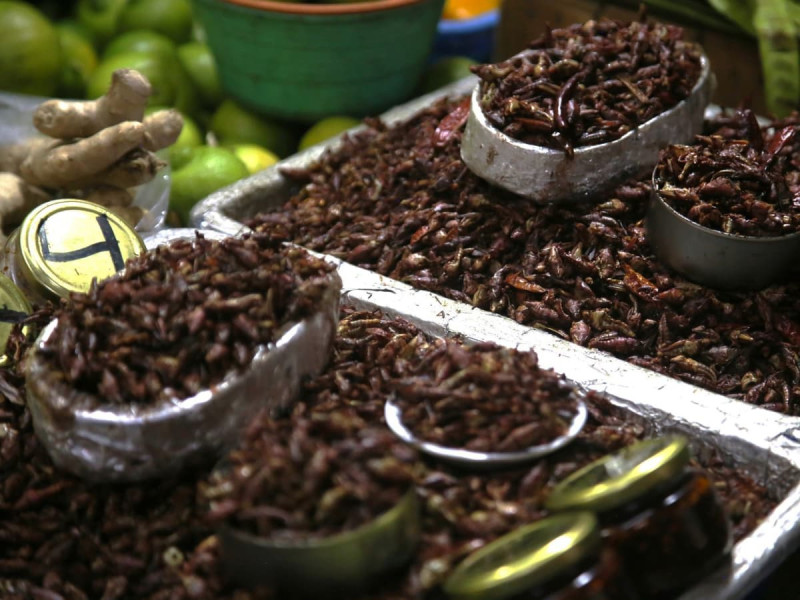 Chapulines, el superalimento ancestral de México contra la desnutrición infantil
