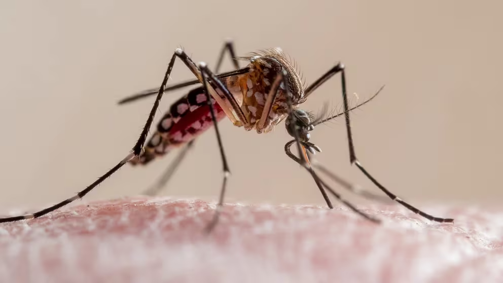 Dos personas fueron diagnosticadas con chikungunya en Tucumán, luego de 10 años sin casos en la provincia