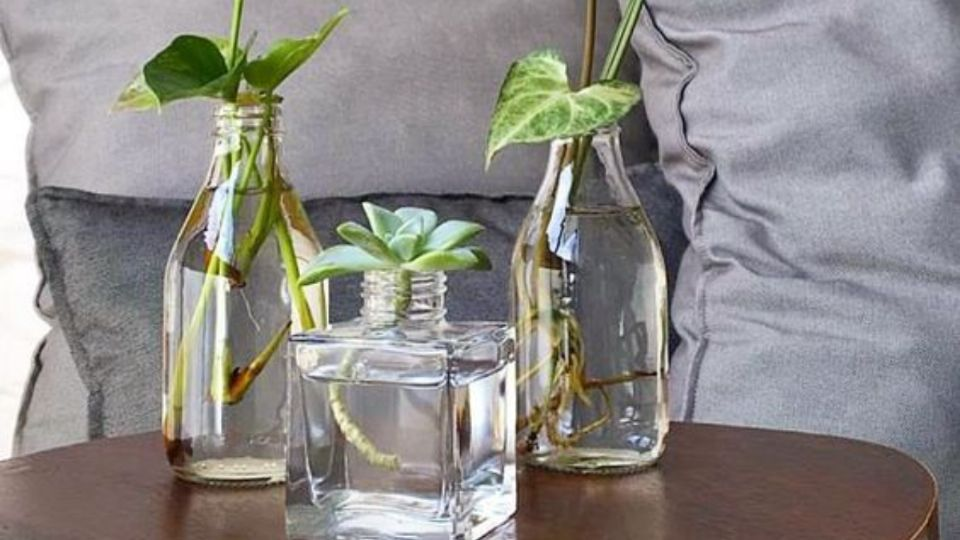 3 plantas de interior que crecen en agua para tener una decoración natural y original