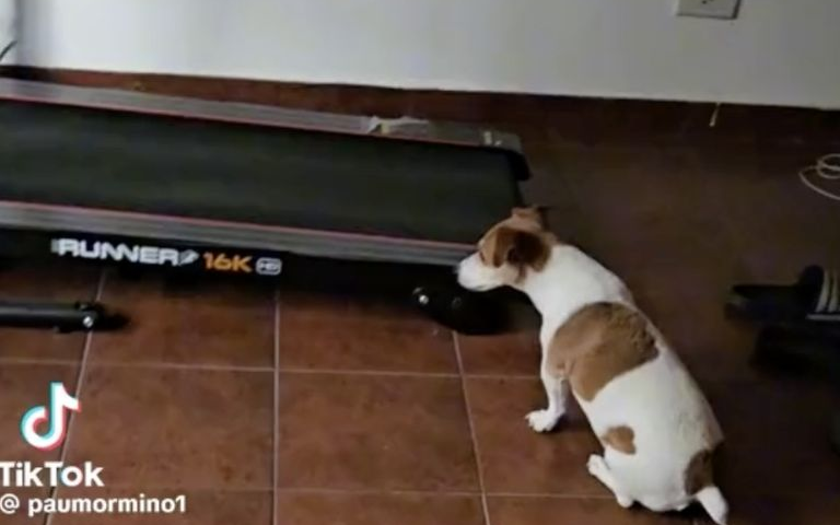 ¡La más fit! Perrita se vuelve viral en TikTok por su amor a hacer ejercicio en una caminadora: VIDEO