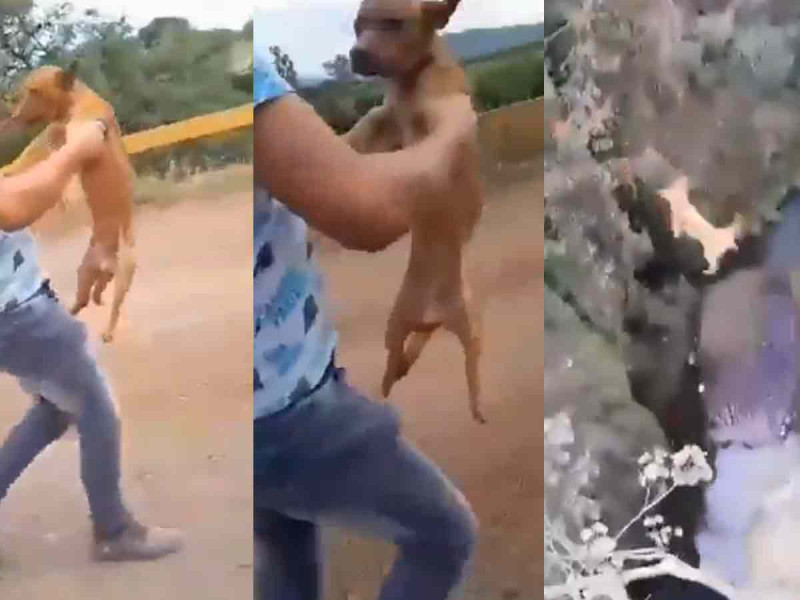 VIDEO: Joven lanza un perro desde un puente en Peribán, Michoacán; exigen dar con el culpable