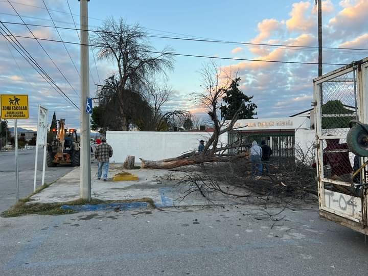 Derriban árboles secos por riesgos en primaria