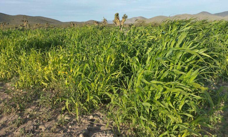 Se reunirán campesinos Con Desarrollo Rural