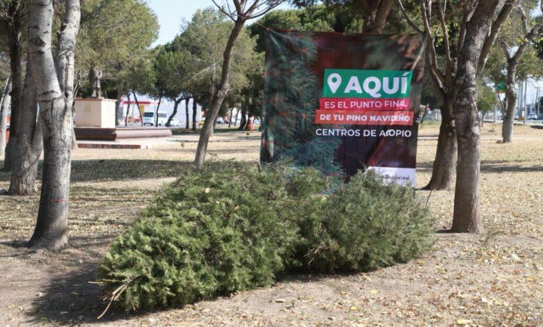 Crean composta de pinos navideños recolectados