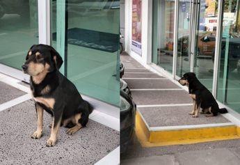 Perrito permanece fuera de negocio en San Pedro