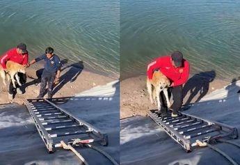 Salvan Bomberos perrito que cayó en estanque