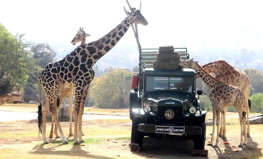 Así fue el encuentro de la jirafa «Benito» con la manada en Africam Safari: VIDEO