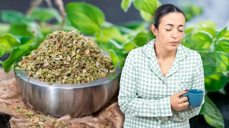 ¿Qué enfermedades se curan con el orégano?