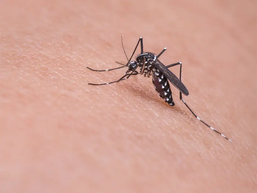 Calor debilita a los mosquitos y hace que envejezcan prematuramente ¿Seguimos nosotros?