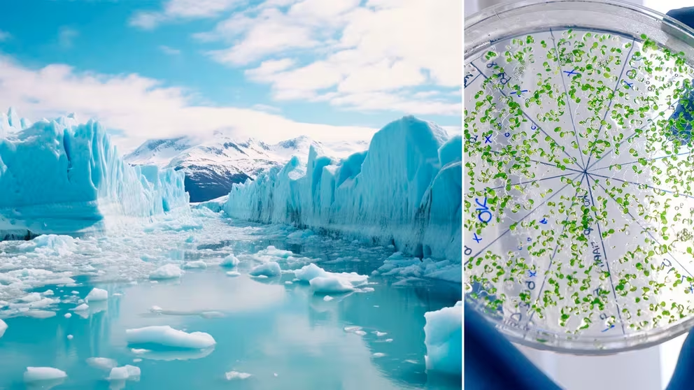 Viaje presidencial a la Antártida: cómo es el proyecto ambiental que buscará microplásticos en el hielo