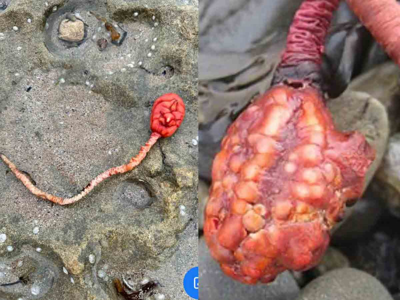 Encuentra misteriosa criatura marina ‘de otro planeta’ en playas de Australia ¿Qué es?