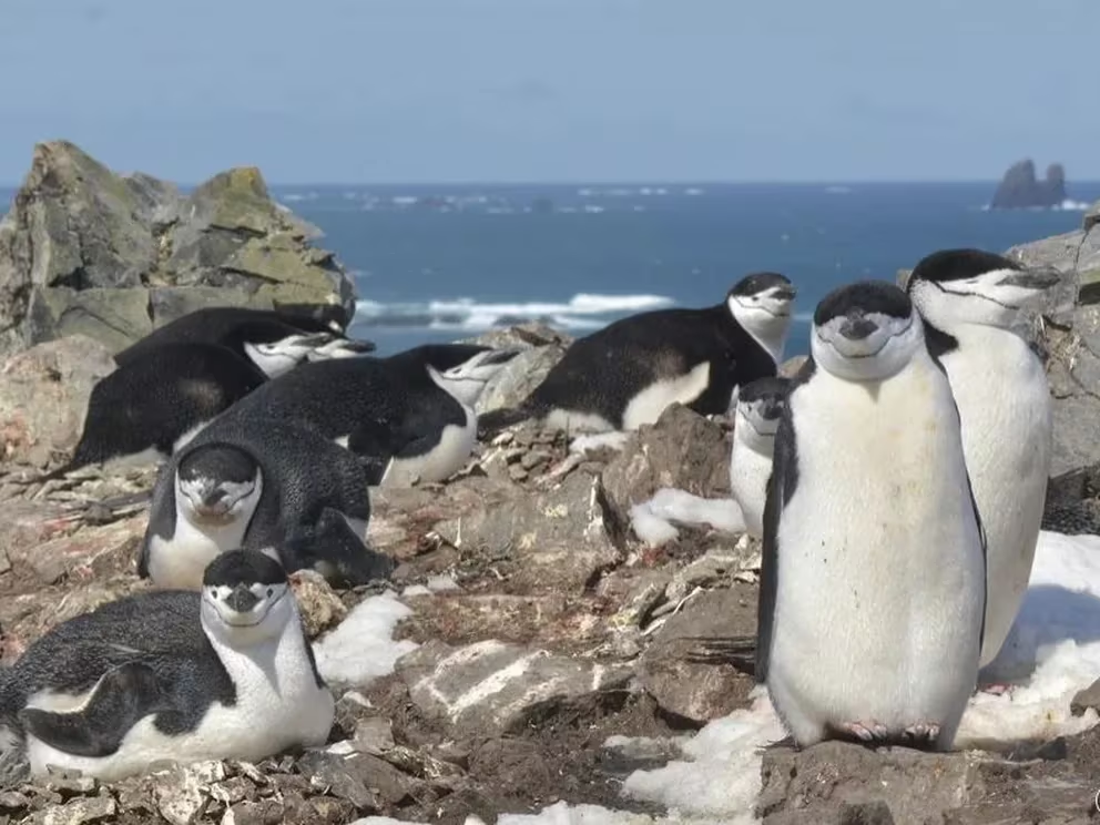 Descubren que los pingüinos descansan con microsueños de pocos segundos para poder sobrevivir