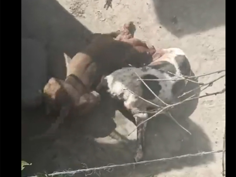 VIDEO: Sujeto atrapa a lomitos callejeros para que sus pitbulls los ‘destruyan’