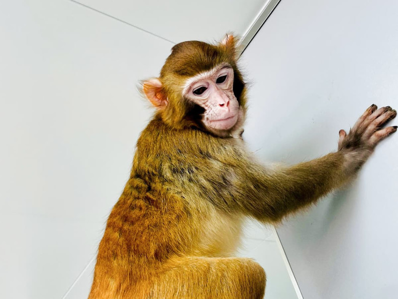 ReTro: el primer macaco clonado que sobrevive más de dos años