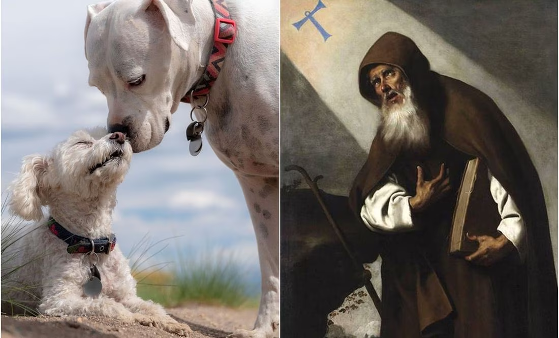 Día Mundial de Bendecir a los Animales: ¿cuál es la relación de San Antonio Abad con esta fecha?