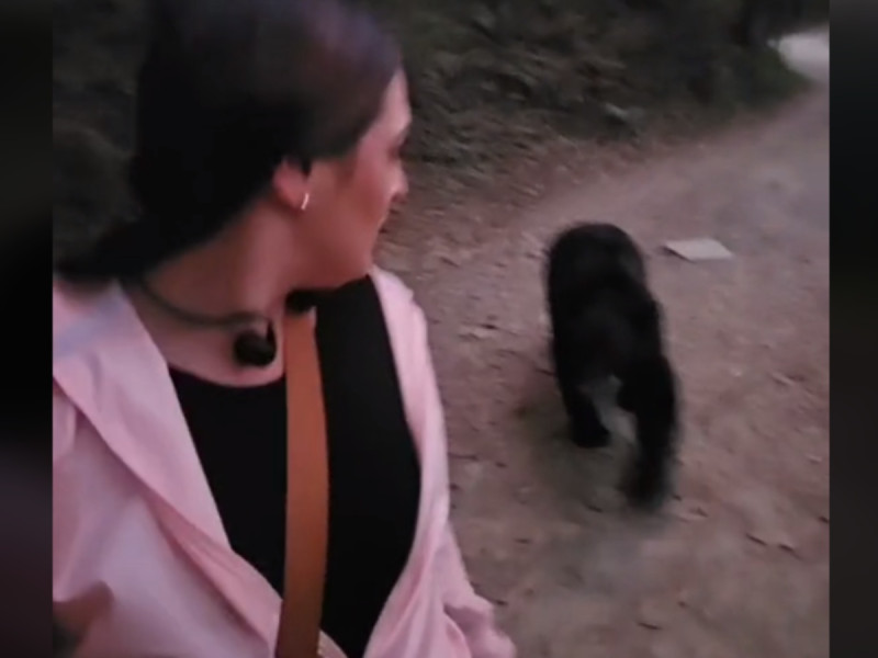 Video: Mujer se encuentra a oso negro, mientras corría en Nuevo León; así reaccionó