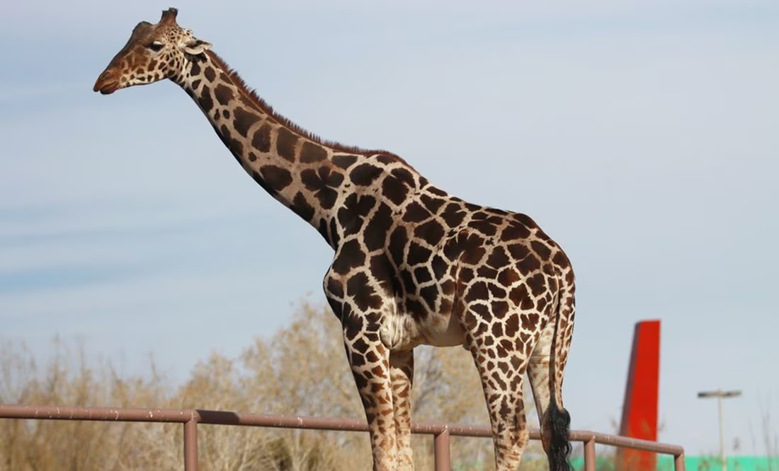 ¿Cómo funciona el contenedor donde viaja la jirafa «Benito», de Ciudad Juárez al Africam Safari?