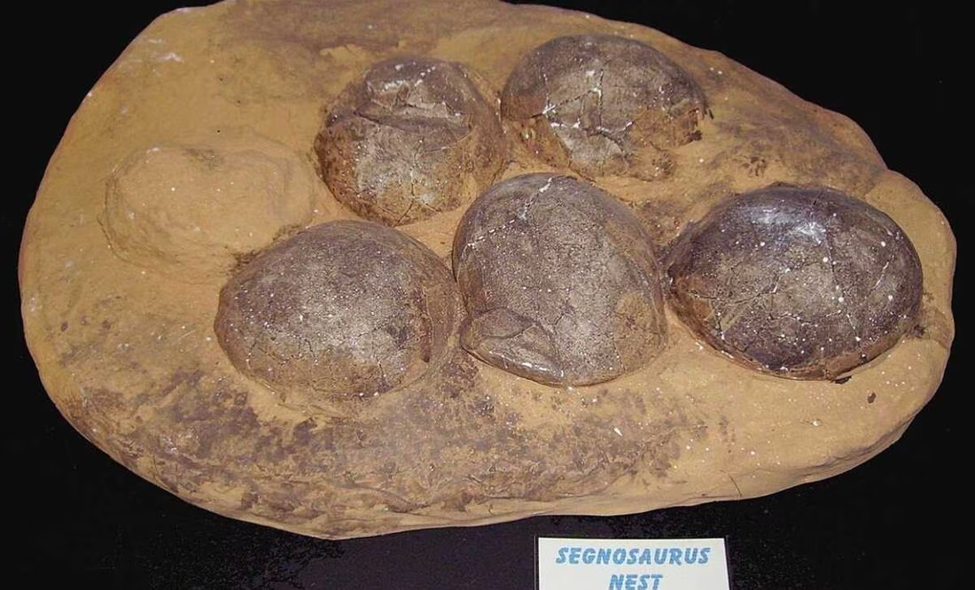 Descubren tres fósiles de huevos de dinosaurio cristalizados