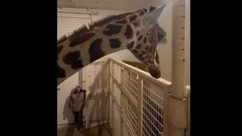 Jirafa llega al Africam Safari tras 33 horas de viaje