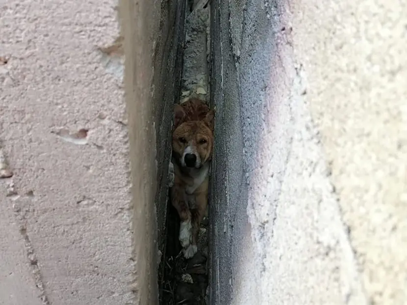 Perrito queda atrapado entre dos bardas; rompen muro pasa salvarlo