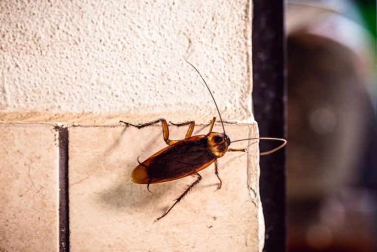 3 olores naturales que alejarán definitivamente a las cucarachas de tu cocina