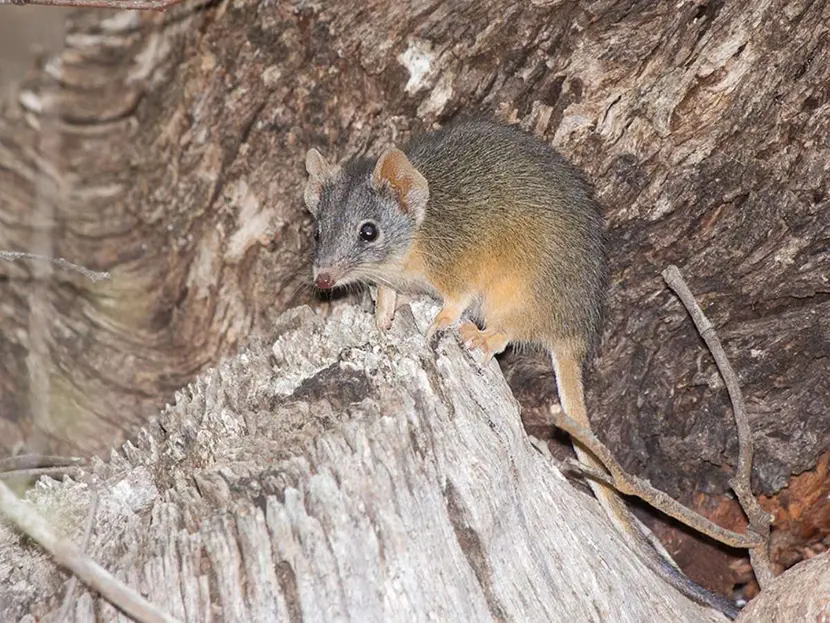 Científicos hallan que los marsupiales australianos ‘no duermen’ para poderse aparear hasta morir