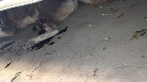 Matan en Múzquiz cruelmente a canino