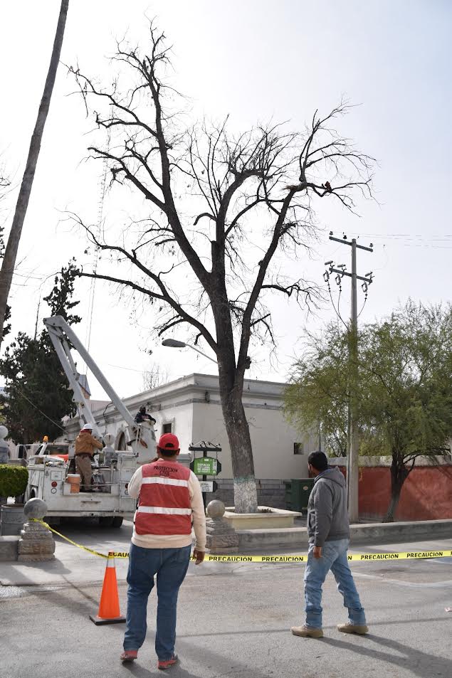 Retira PC ramas secas en árboles del centro