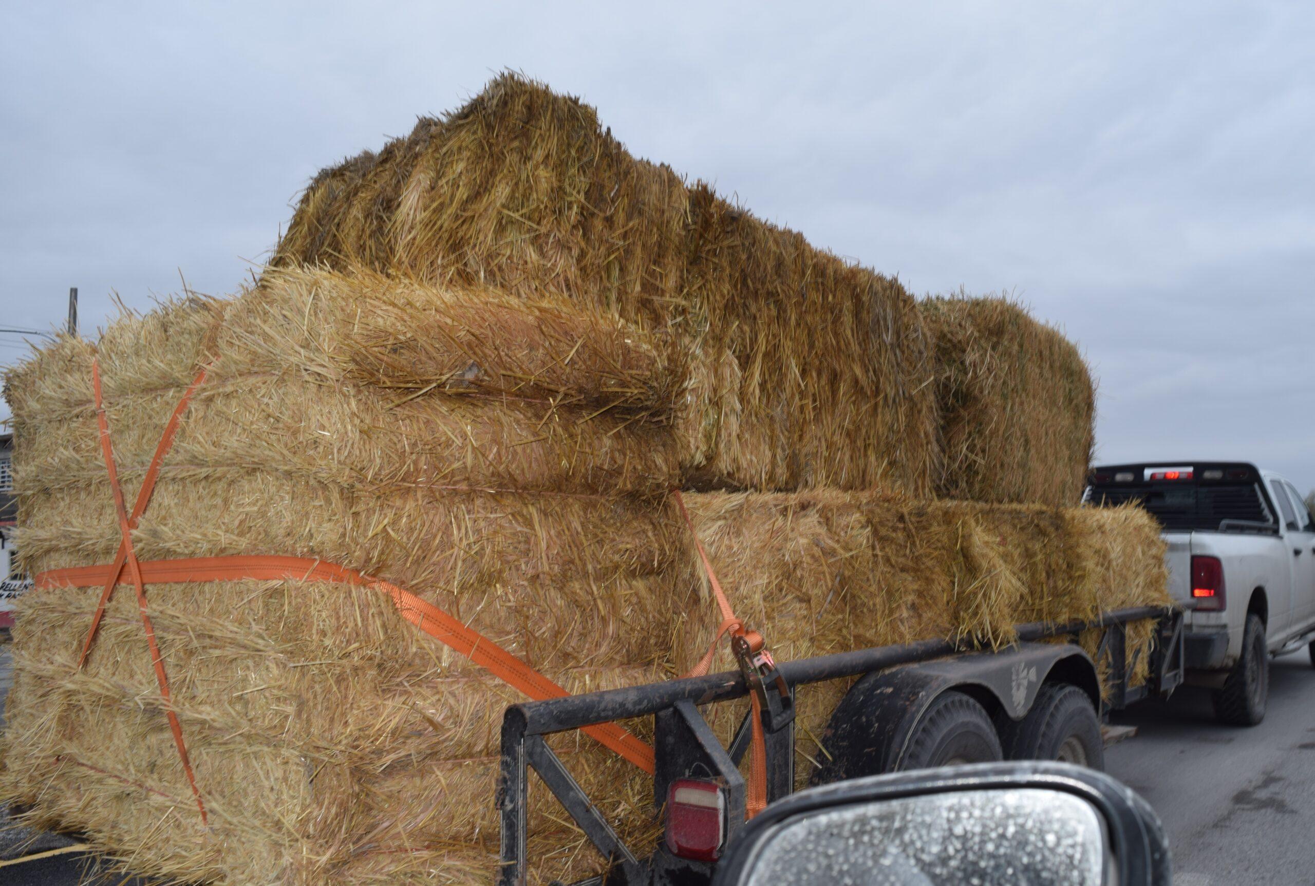 Venderán semilla de sorgo con subsidio