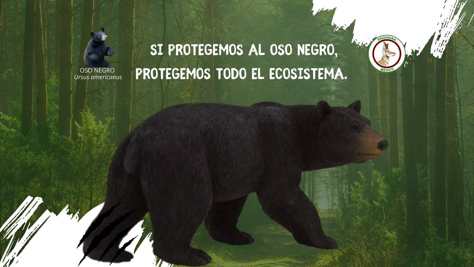 Llama PROFAUNA a proteger oso negro