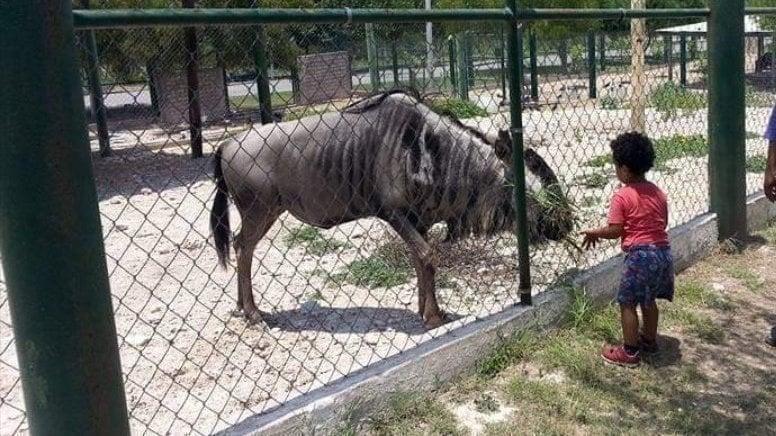 Llegan nuevas especies al zoológico de Monclova