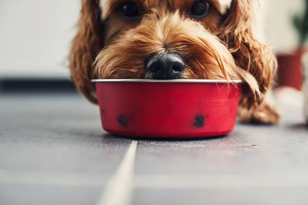 Alimentar a los perros con carne cruda aumenta el riesgo de contagio de E. coli resistente a los antibióticos
