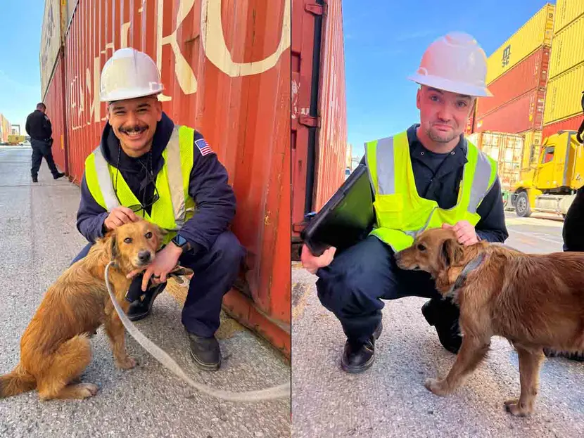 Perrita pasó más de siete días encerrada en un contenedor hasta que la Guardia Costera la rescató